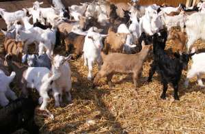 Vand carne ied ! miel,   capra,   paste,   iezi