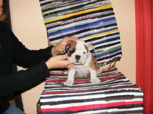 Bulldog englez si Buldog francez