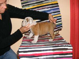 Bulldog englez si Buldog francez
