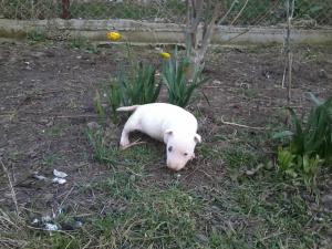 VAND PUI BULL TERRIER