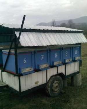 Vand albine