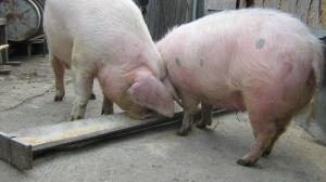 Vind urgent 6  porci cu greutatea   intre   110- 150 kg ;  10 roni  Kg in viu
Pret negociabil la cu