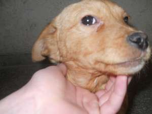 Ofer spre adoptie pui Coker Spaniel