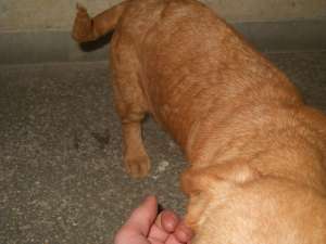 Ofer spre adoptie pui Coker Spaniel