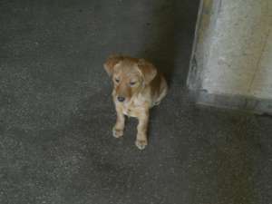 Ofer spre adoptie pui Coker Spaniel