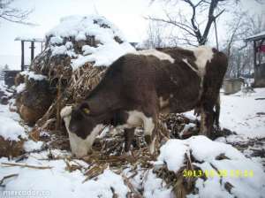 Vanzari vaca