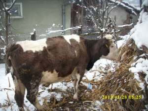 Vanzari vaca