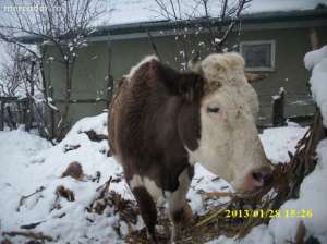 Vanzari vaca