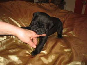 cane corso SUA