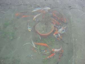 Crapi koi