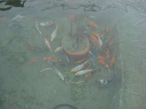 Crapi koi