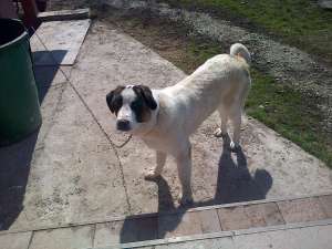 CAINE DE PAZA,  CIOBANESC,  7 LUNI,  MASCUL,  DEOSEBIT IASI