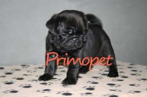 Mops/Pug de Vanzare
