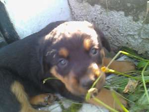 vand rottweilar urgent