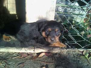 vand rottweilar urgent