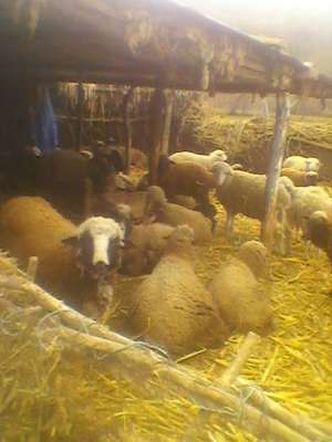 Vand OI-Rasa TIGAIE si SARBE