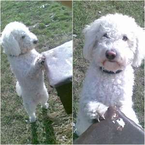 Monta Bichon Frise