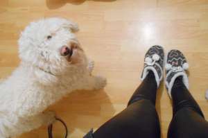 Monta Bichon Frise