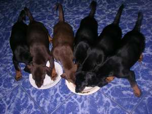 Doberman;vand pui Doberman