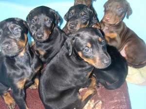 Doberman;vand pui Doberman