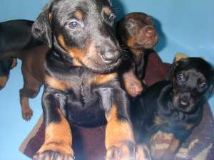 Doberman;vand pui Doberman