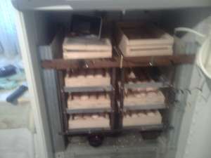 vand incubator semiautomat