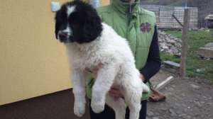Catei ciobanesc de Bucovina