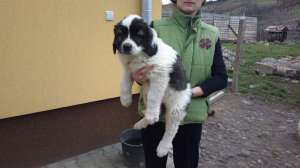 Catei ciobanesc de Bucovina