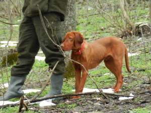 MASCUL DE VIZSLA MAGHIARA