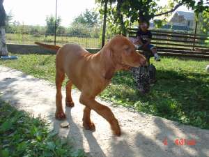 MASCUL DE VIZSLA MAGHIARA
