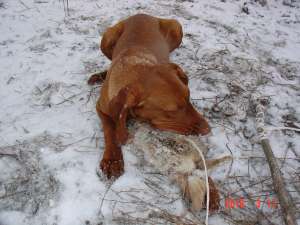 MASCUL DE VIZSLA MAGHIARA