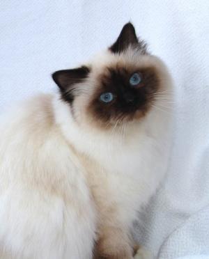 Pui Sacra Birmaneza chocolate point-feline...la superlativ