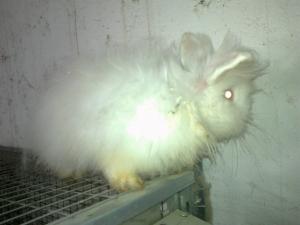 IEPURI CALIFORNIANI