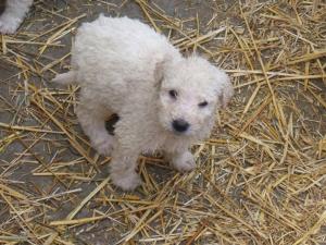 Vand pui Komondor,   2 luni. Transport gratuit in toata tara! Elad� magyar juh�szkutya (2 h�napos). 