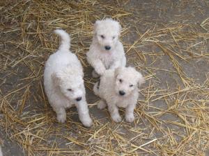 Vand pui Komondor,   2 luni. Transport gratuit in toata tara! Elad� magyar juh�szkutya (2 h�napos). 