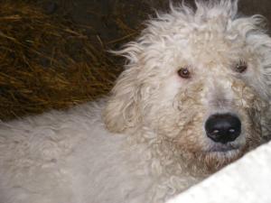 Vand pui Komondor,   2 luni. Transport gratuit in toata tara! Elad� magyar juh�szkutya (2 h�napos). 