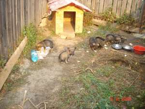adoptie catei cu carnete de sanatate la zi