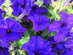 Flori gradina si balcon