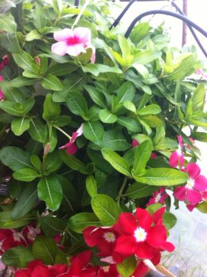 Flori gradina si balcon