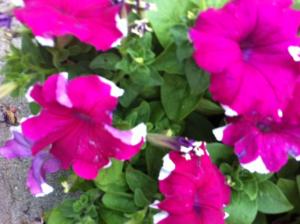 Flori gradina si balcon