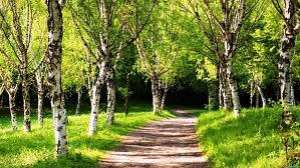 Copaci de padure
