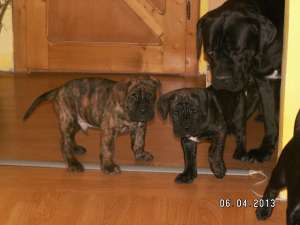 Pui Cane Corso superbi din campion