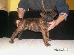 Pui Cane Corso superbi din campion