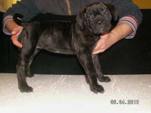 Pui Cane Corso superbi din campion