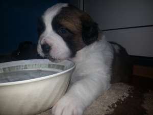 Vand Pui Saint Bernard Rasa Pura