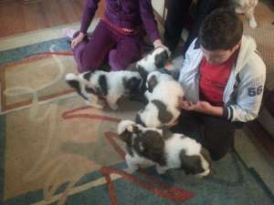 Vand Pui Saint Bernard Rasa Pura
