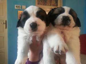 Vand Pui Saint Bernard Rasa Pura