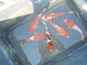 crap koi