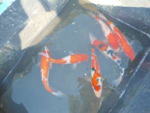 crap koi