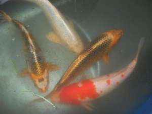 crap koi